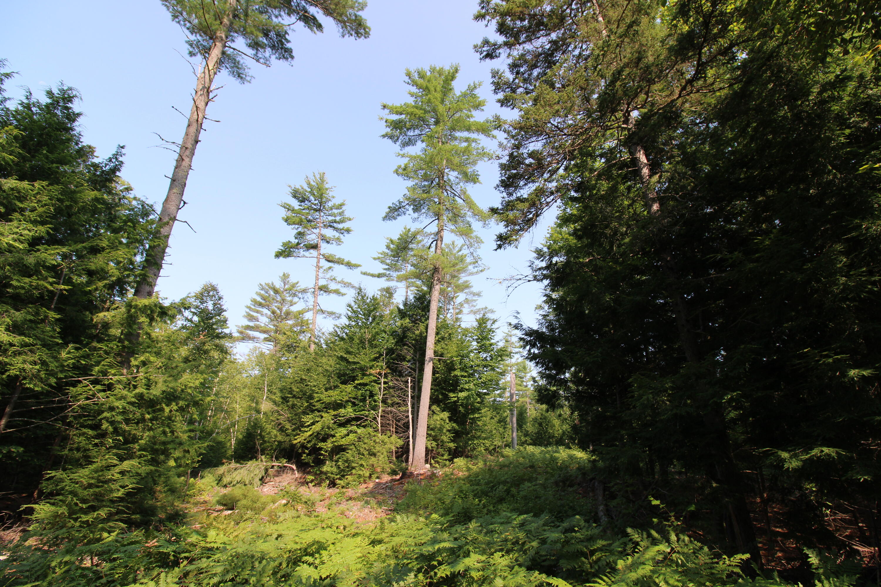 Lot 12 Bear Pond Road, Waterford, ME, 04088