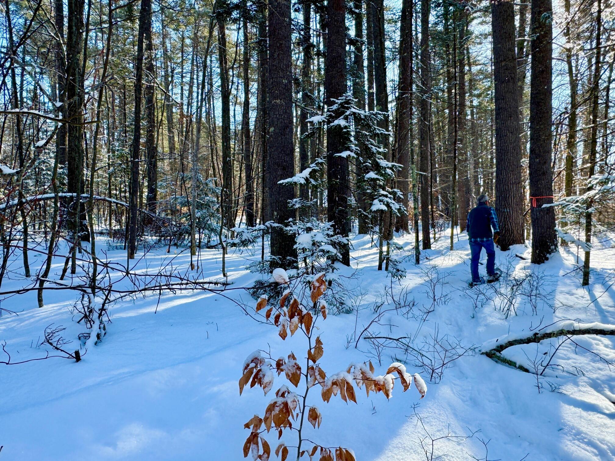 TBD Swans Falls Road UNIT Lot A, Fryeburg, ME, 04037