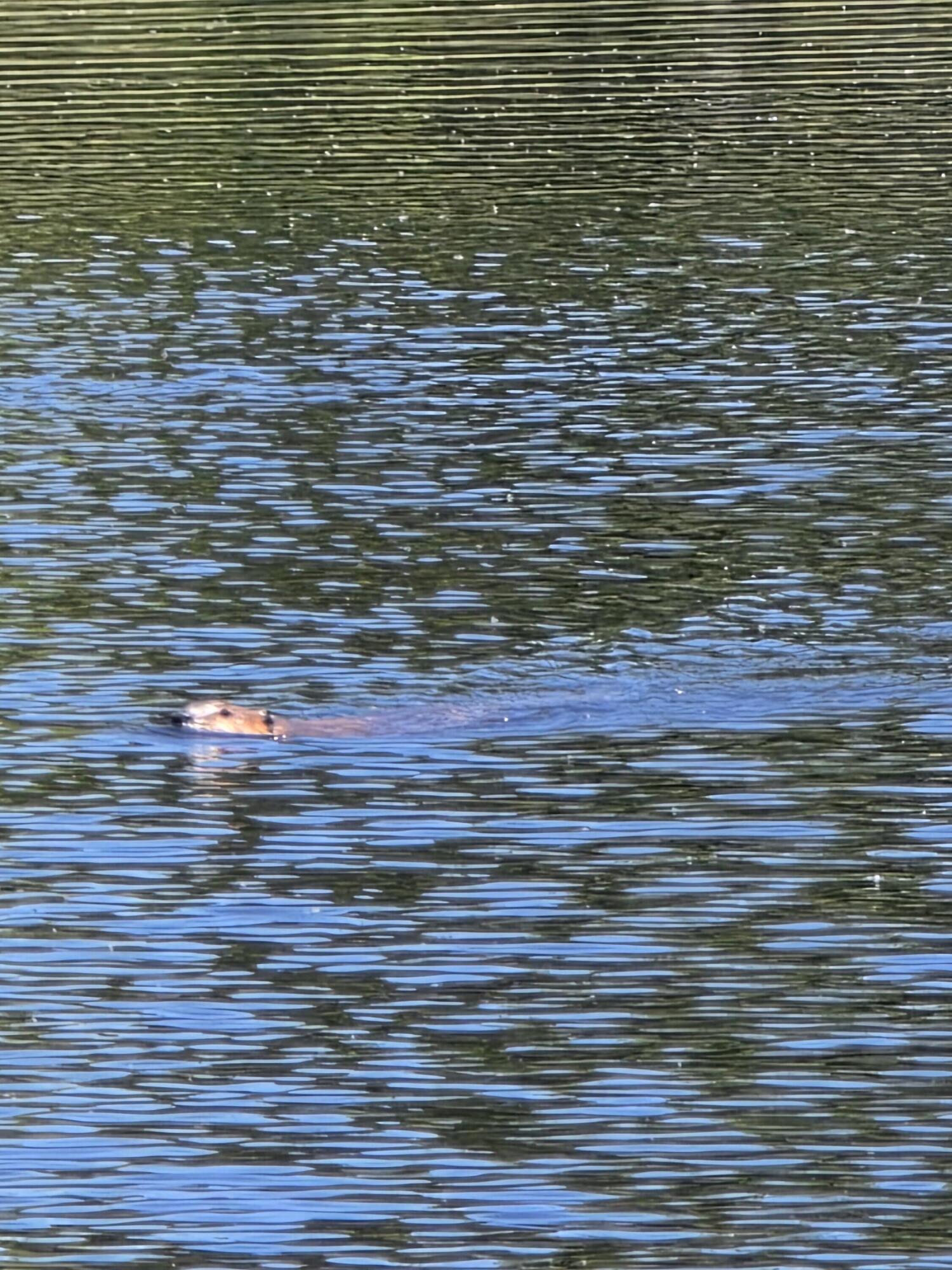 P 8 L 4 Prescott Pond Rd., Moxie Gore, ME 04985 13883
