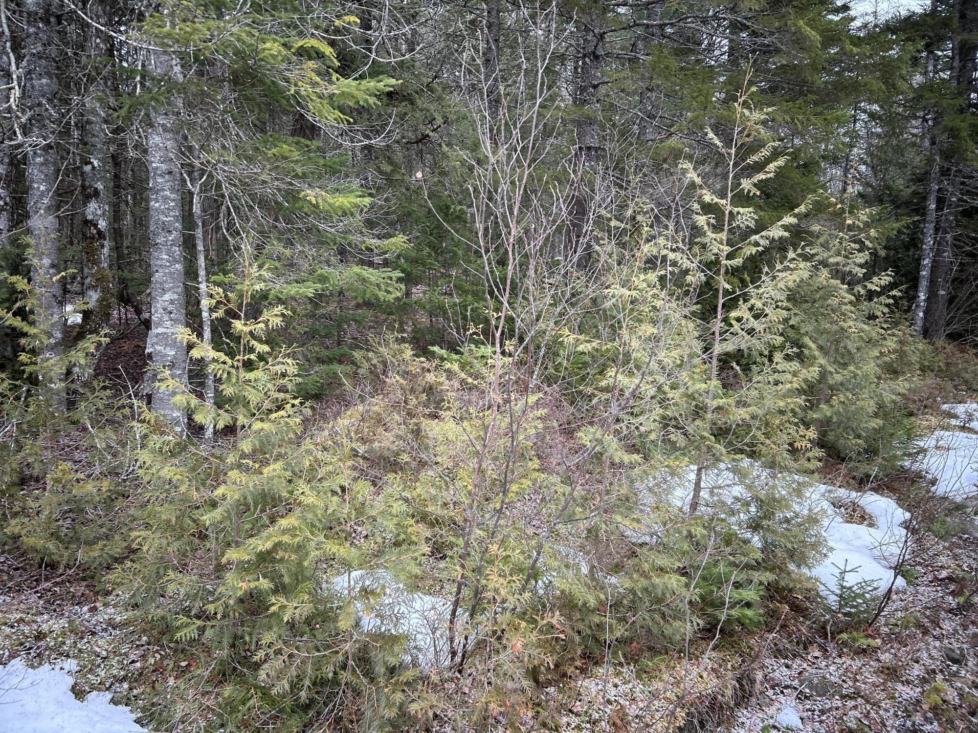 WA31P01L21 Kings Street, Dennysville, ME, 04628