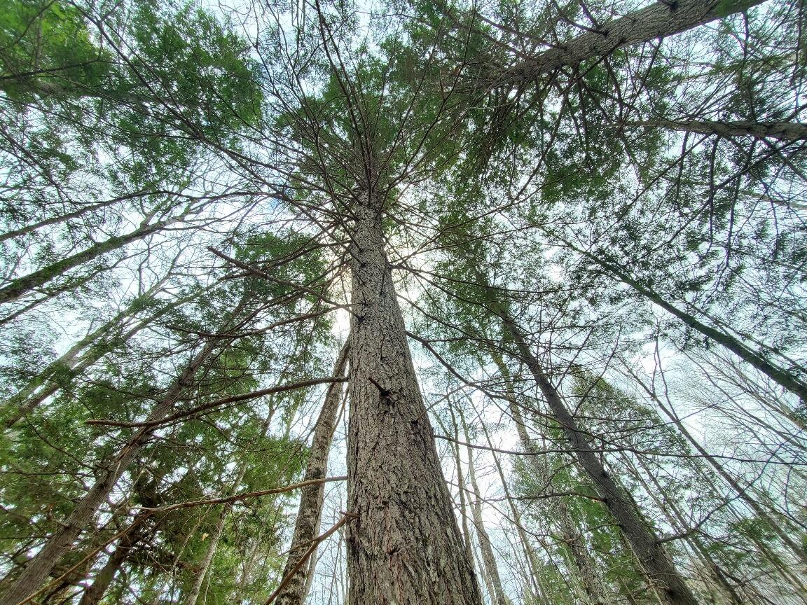 0 Sandy Beach Road, Danforth, ME, 04424