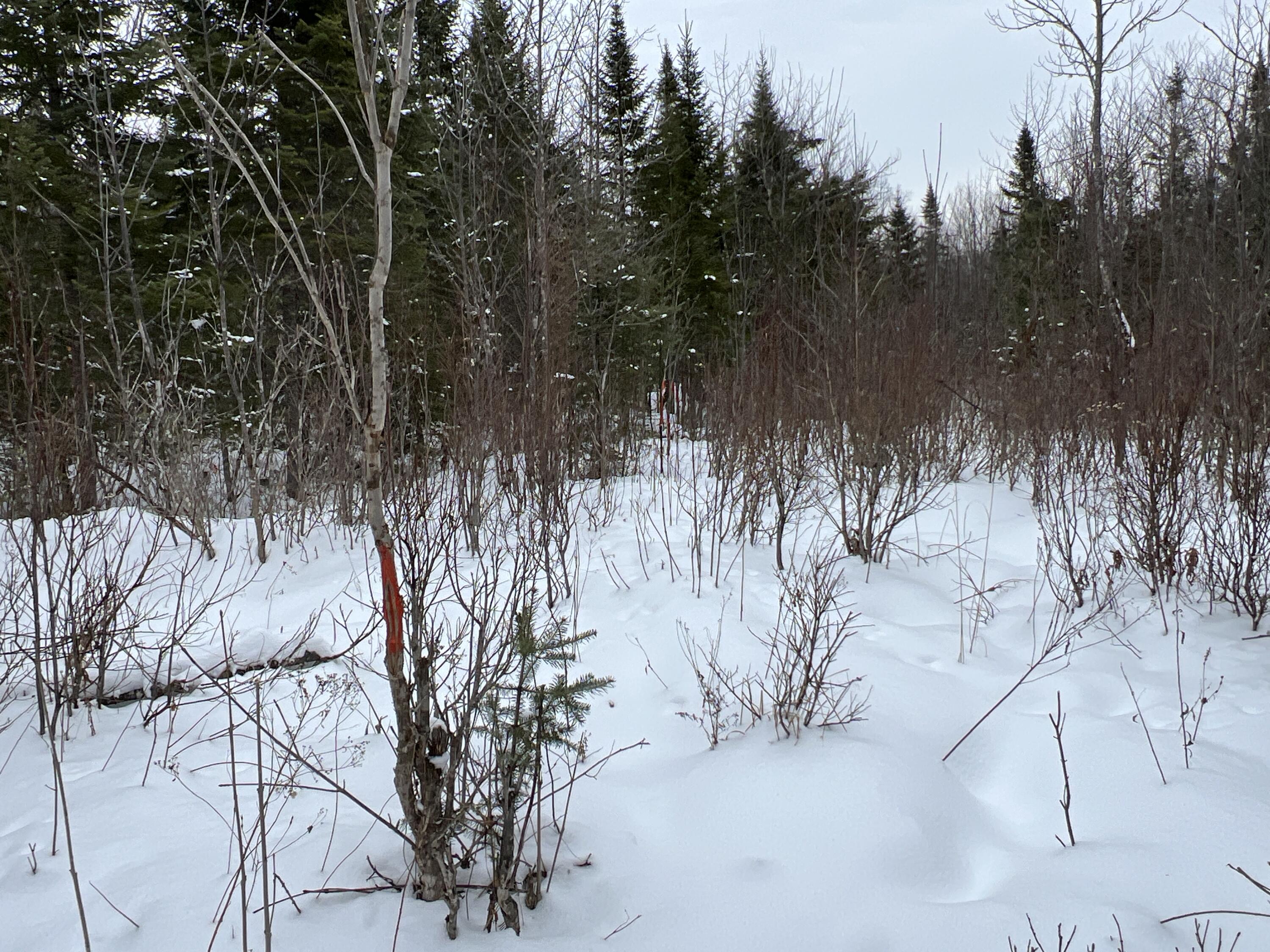 Lot 2-18 Shin Pond Road, Mount Chase, ME, 04765