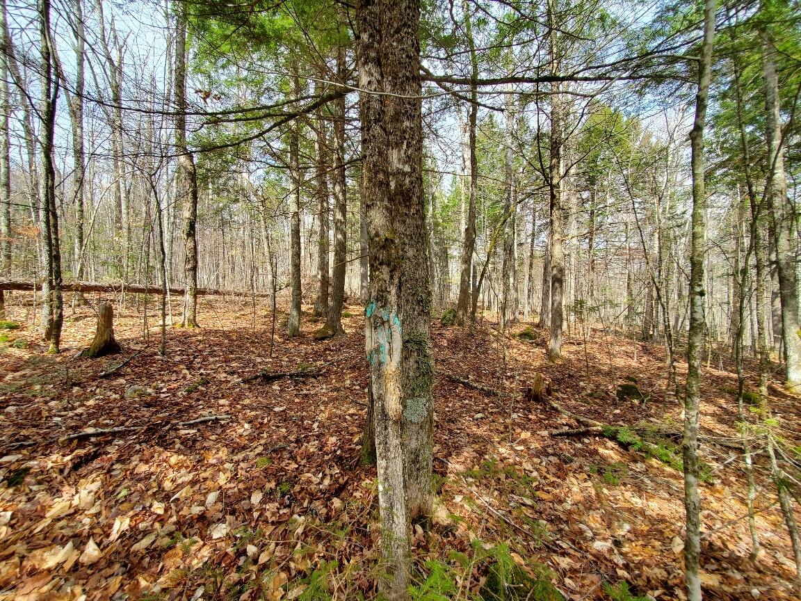 0 Sandy Beach Road, Danforth, ME, 04424