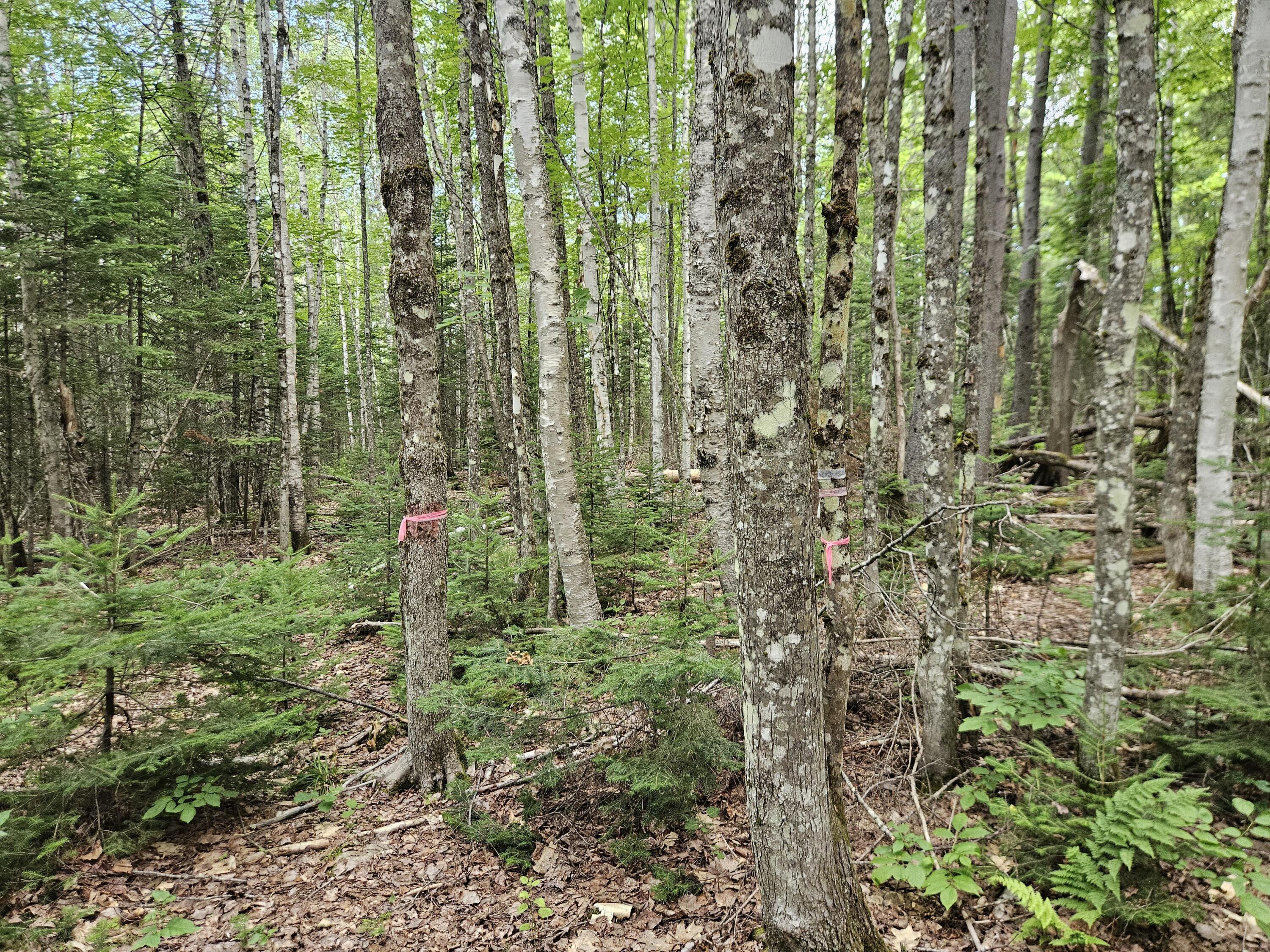 10 Moosehorn Road, Abbot, ME 04406 20260716_095541
