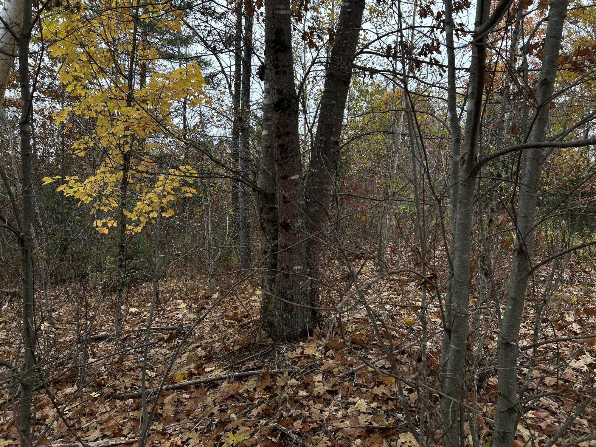 M4L18 Bog Road, Jackson, ME, 04921