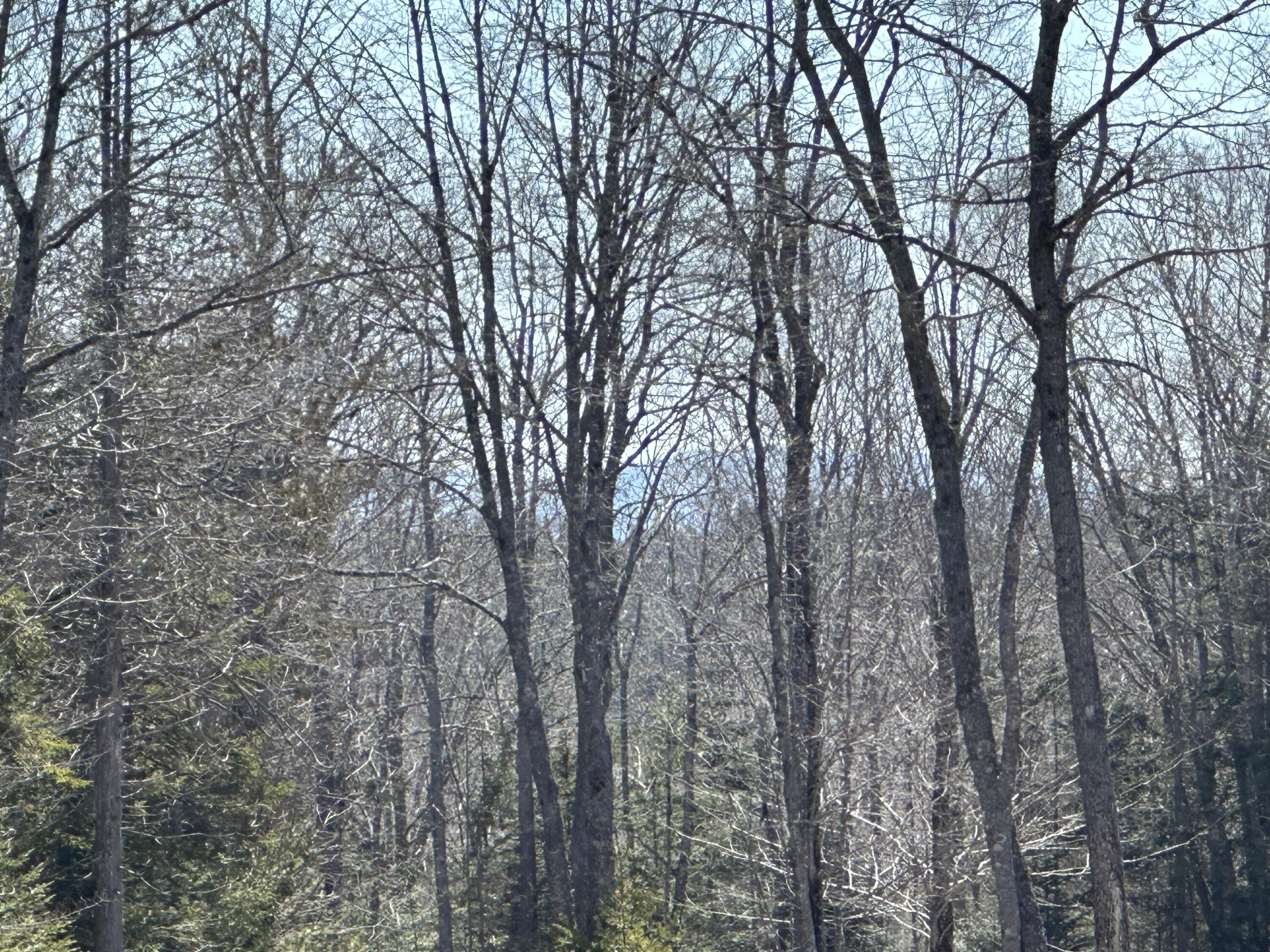 Lot UNIT&nbsp;0 Morgan Bay Road, Surry, ME, 04684