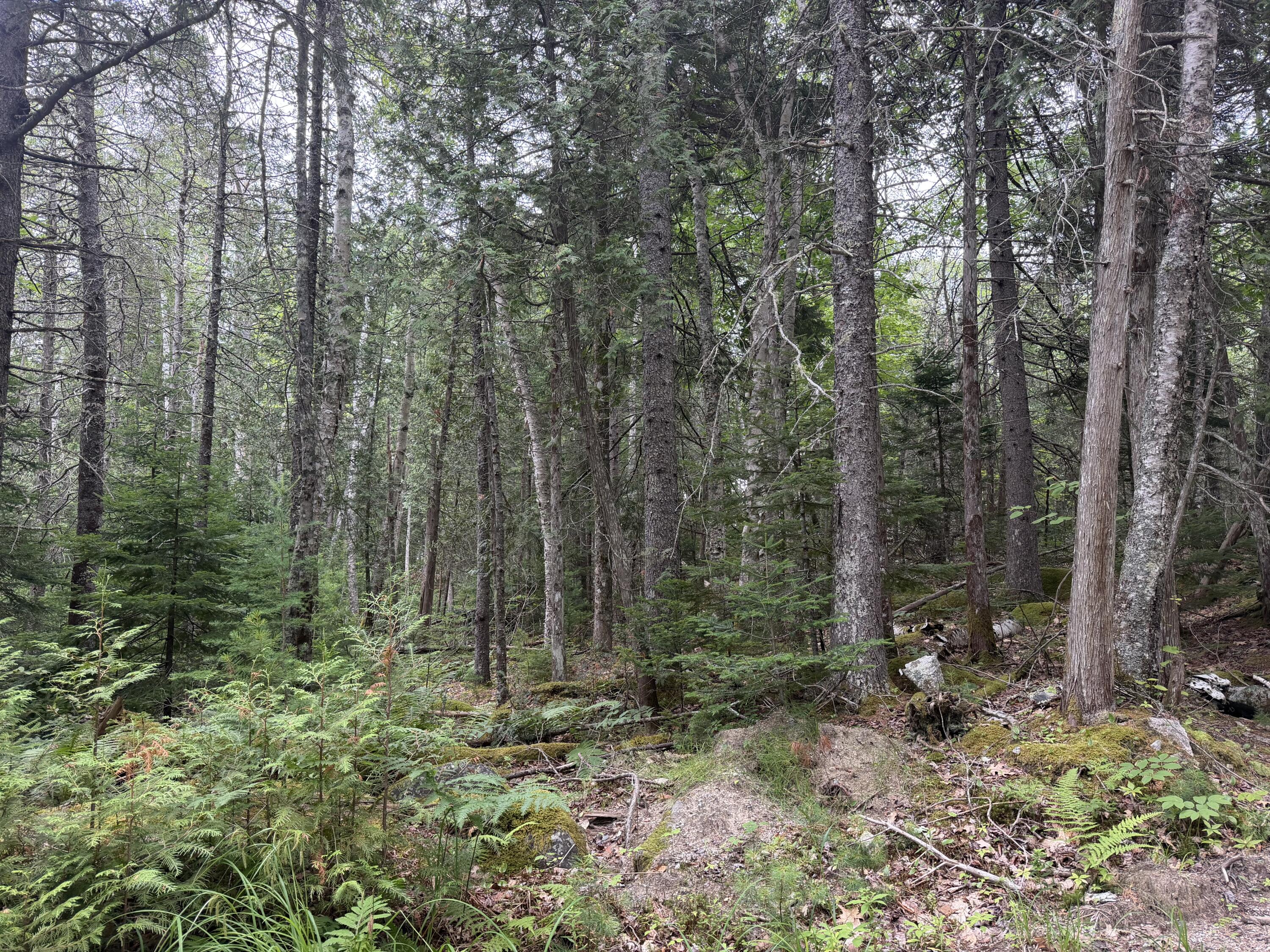 Photo of 00 Young’s Point Road Brooksville ME 04617