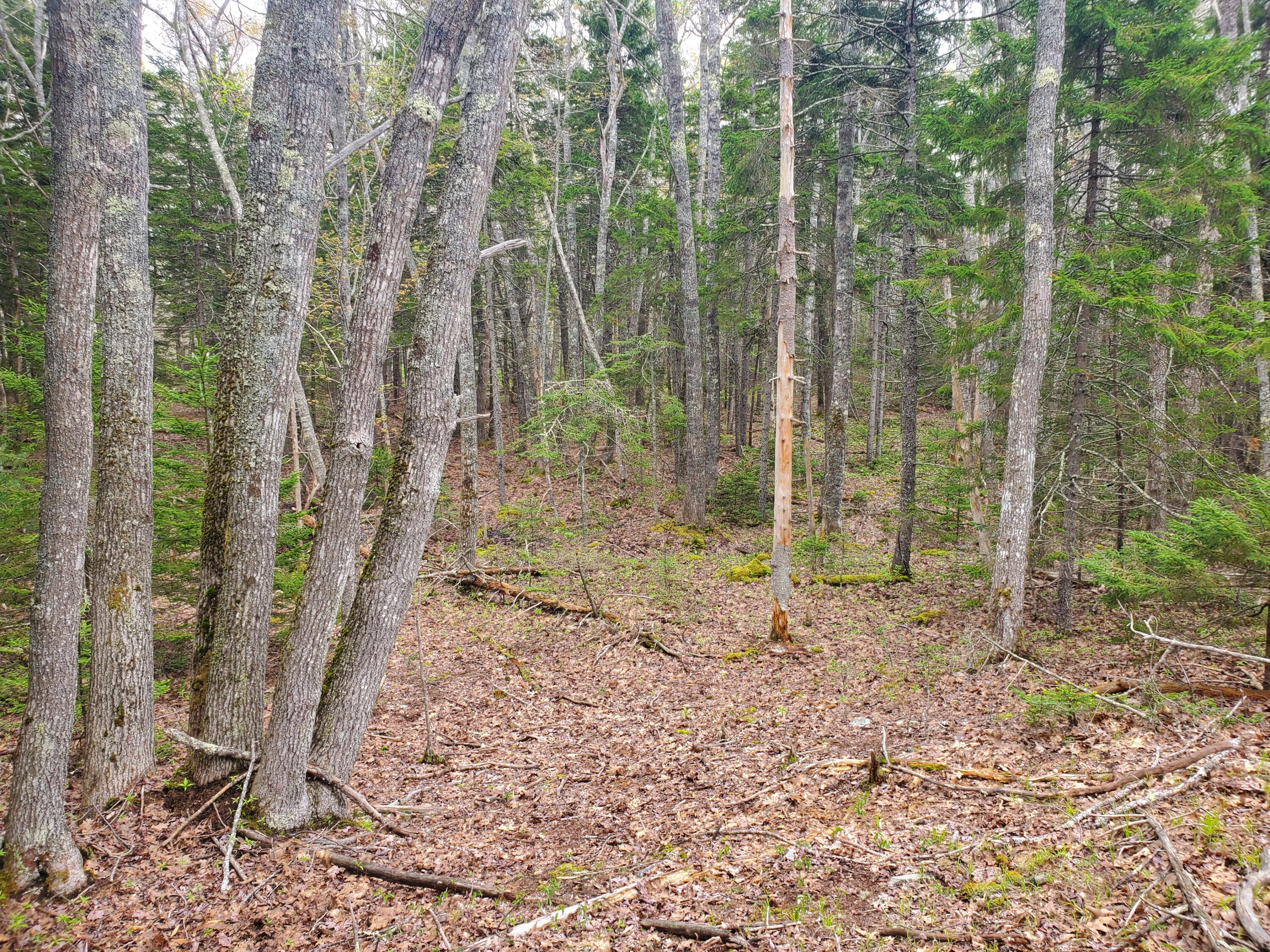 36 Eastwood Court, Bristol, ME, 04539