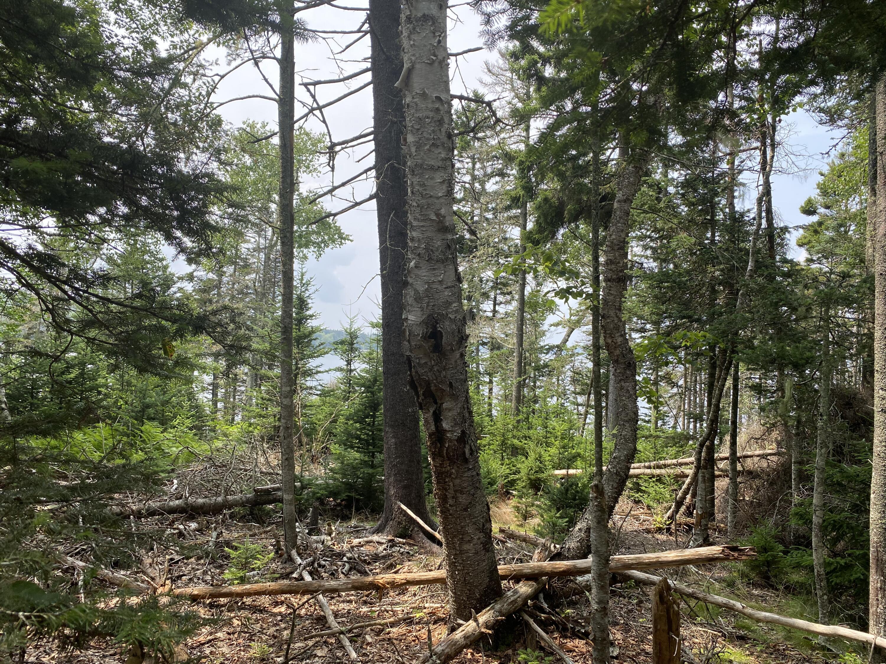 1552 Turtle Head Road, Islesboro, ME, 04848