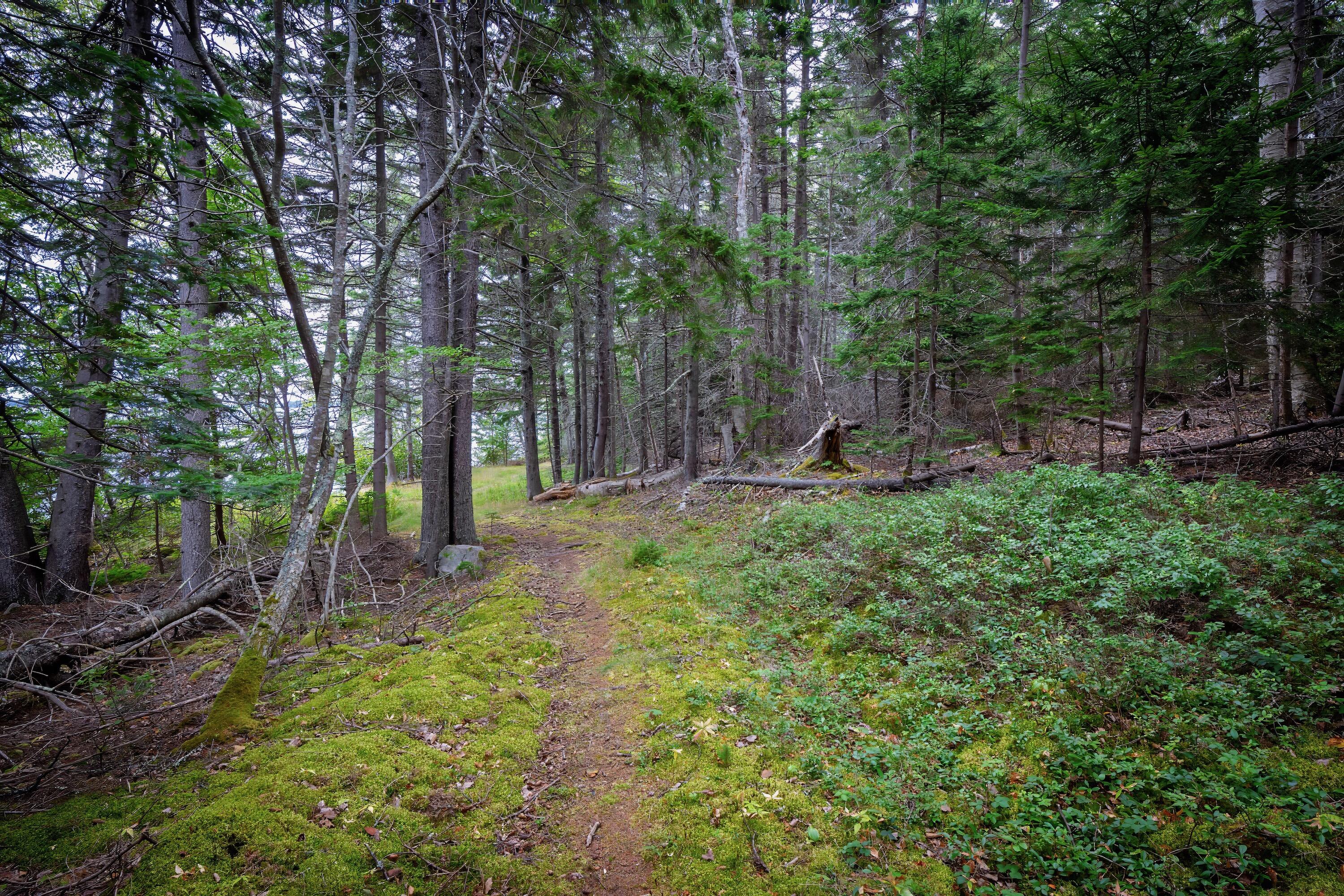 163 Back Road, Brooklin, ME 04616 Path to studio