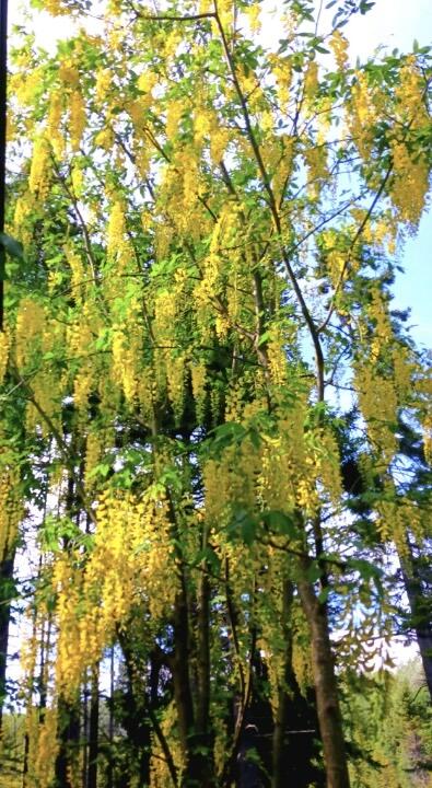 121 Northern Neck Road, Mount Desert, ME, 04660