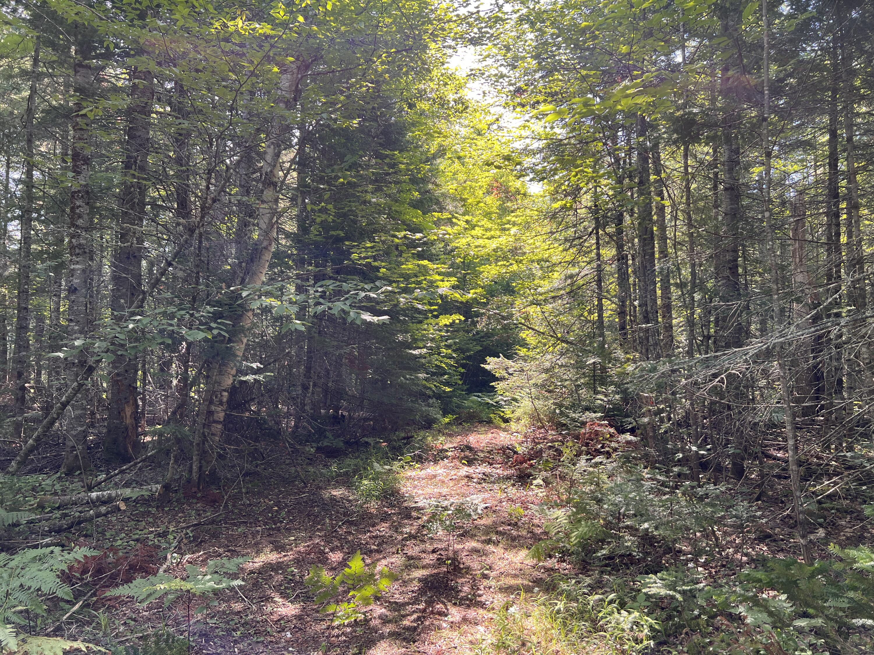 lot 6 & 8 Franklin Realty Road, Haynesville, ME 04497 IMG_4484