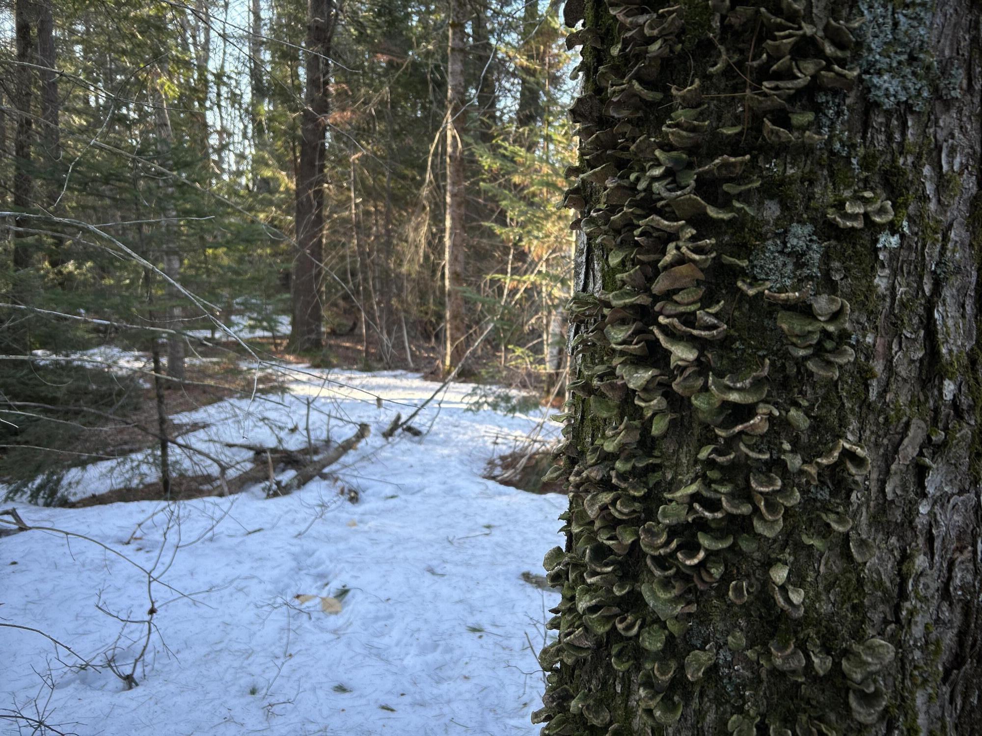 Map13Lot11 Field View Road, Fryeburg, ME, 04037