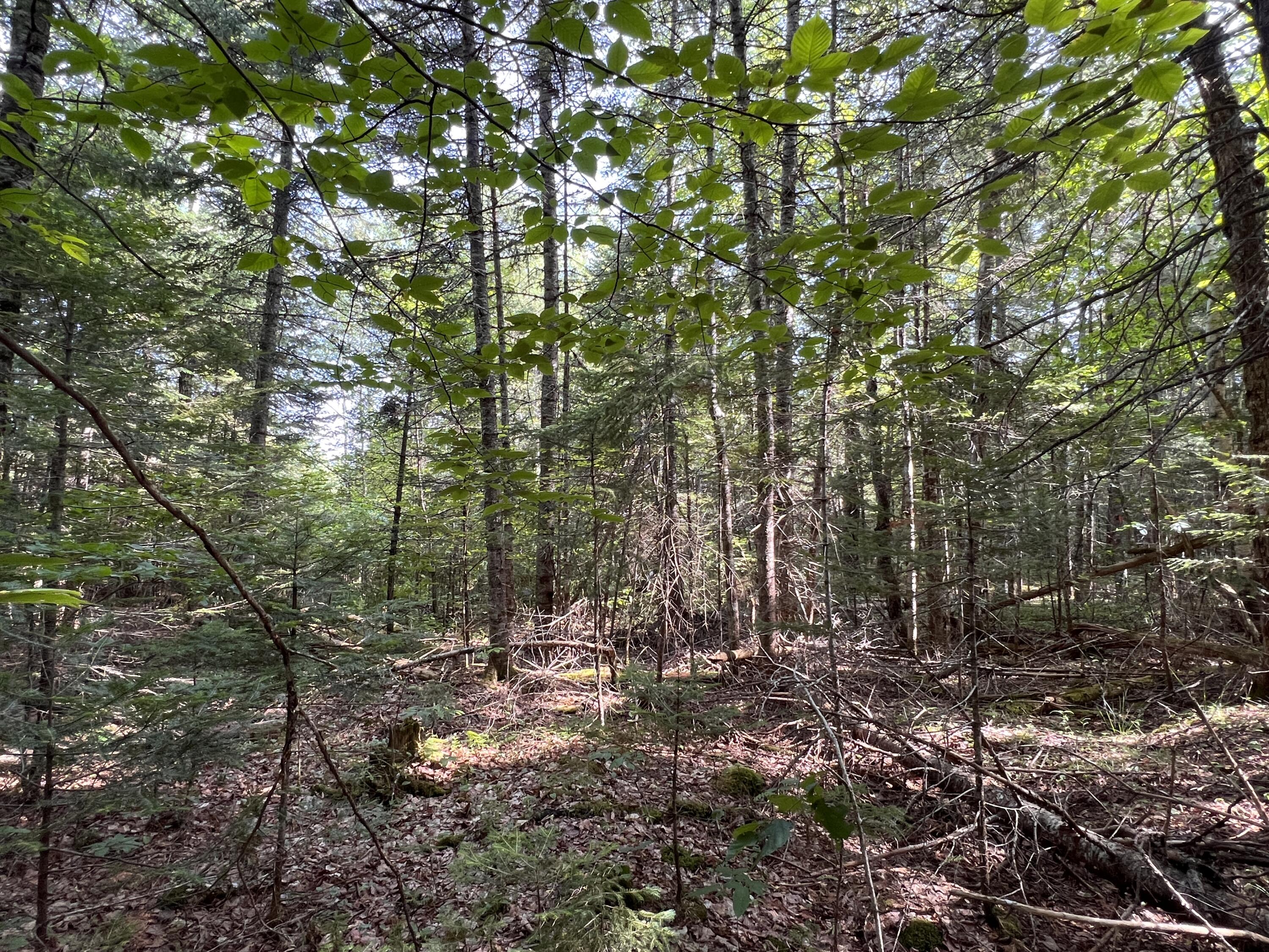 lot 6 & 8 Franklin Realty Road, Haynesville, ME 04497 IMG_4474