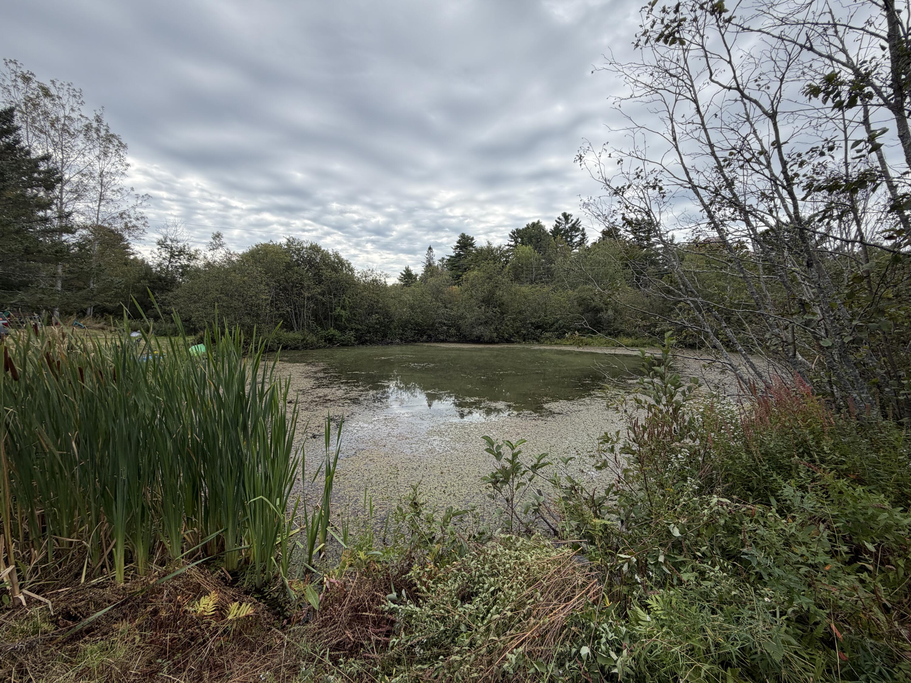 Pond