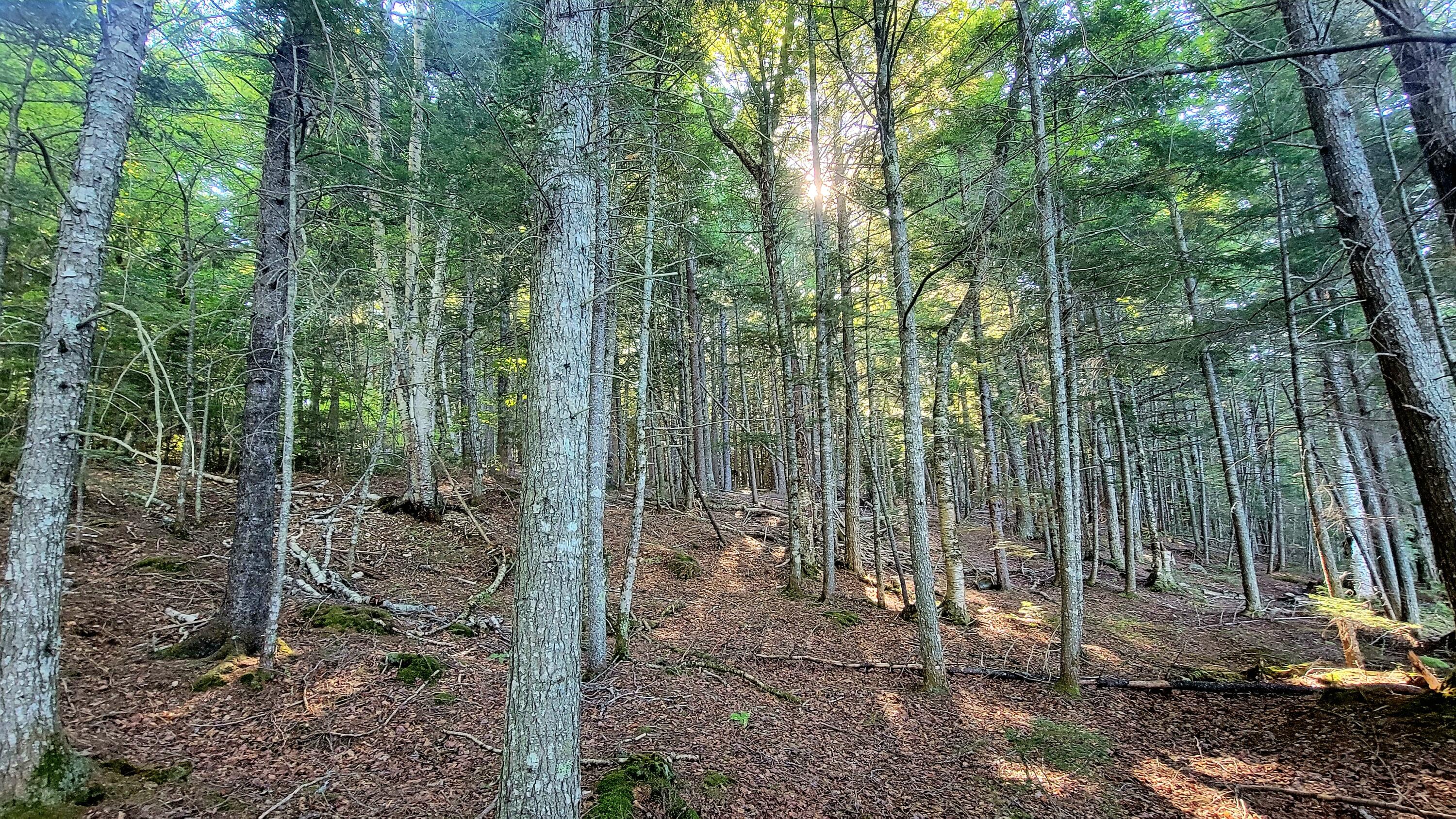 T1R8 WELS Millinocket Lake, Millinocket, ME, 04462