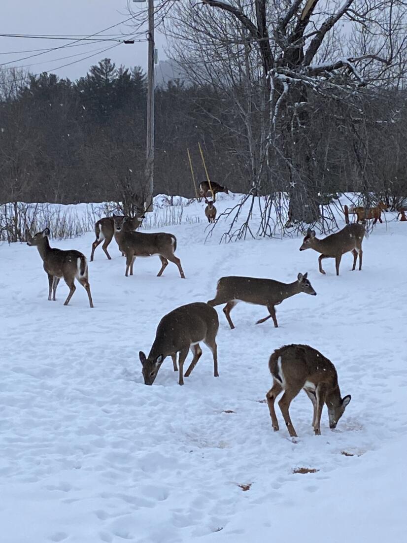 40 Pine Street, Dixfield, ME, 04224