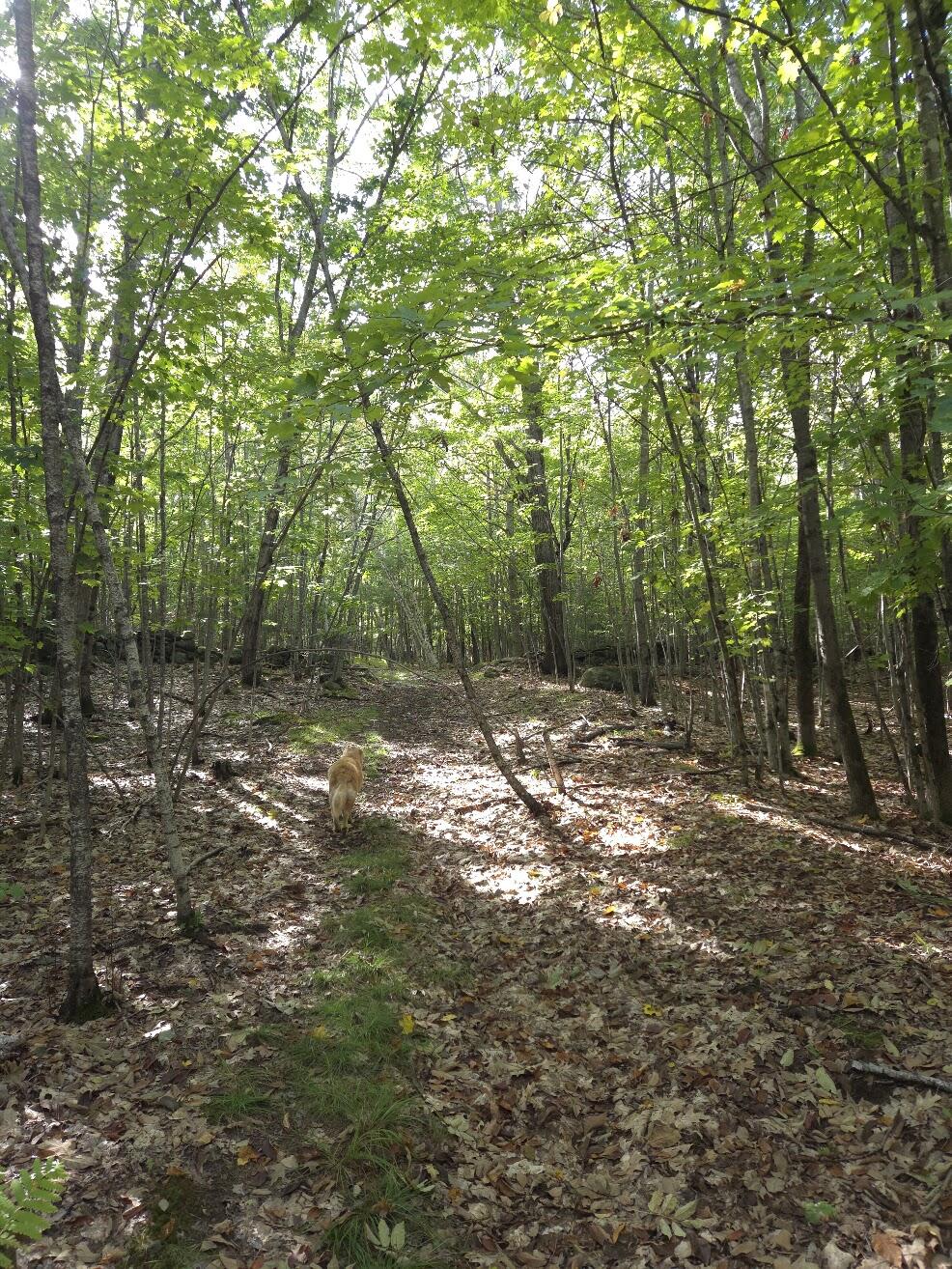 125 High Street, West Paris, ME 04289 Walking Trails on Property