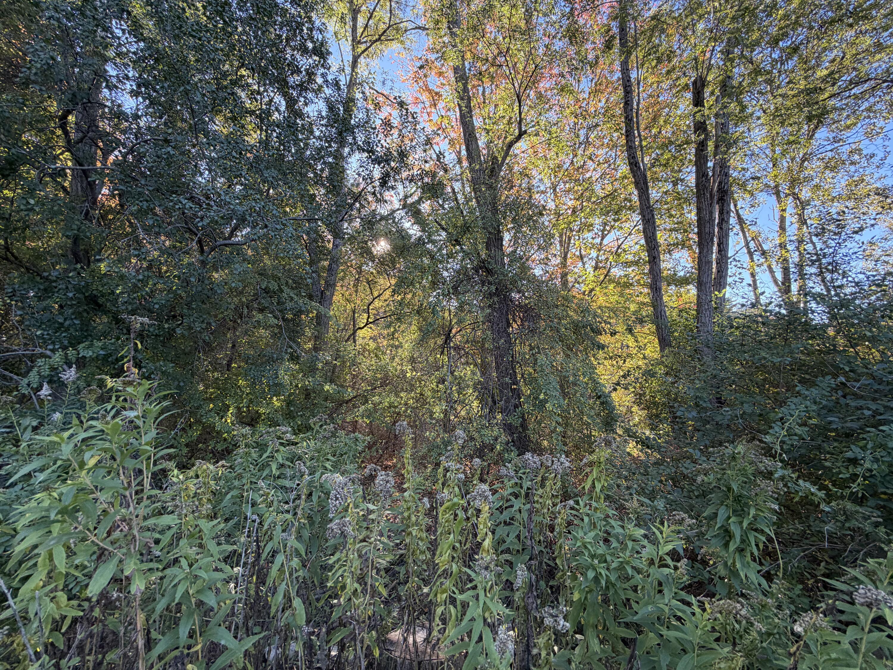 73 Gertrude Avenue, Portland, ME 04103 Land view