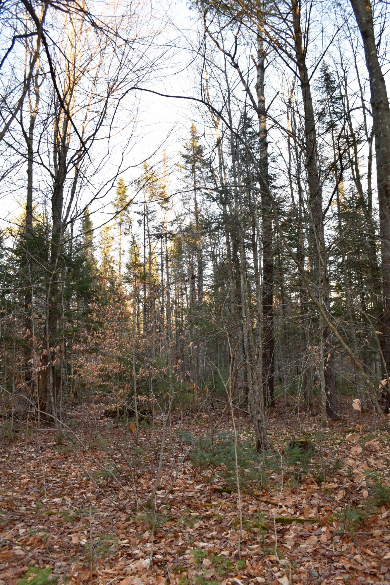 00 Daisy Bryant Rd., Bethel, ME, 04217