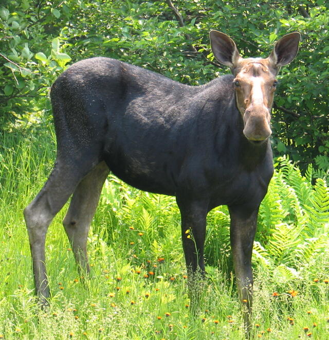 M12/41-123 Taylor Farm Road, Rangeley, ME, 04970