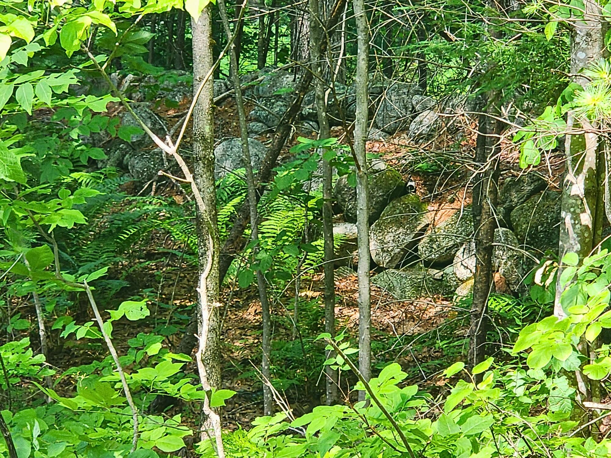 0 Wild Haven Road