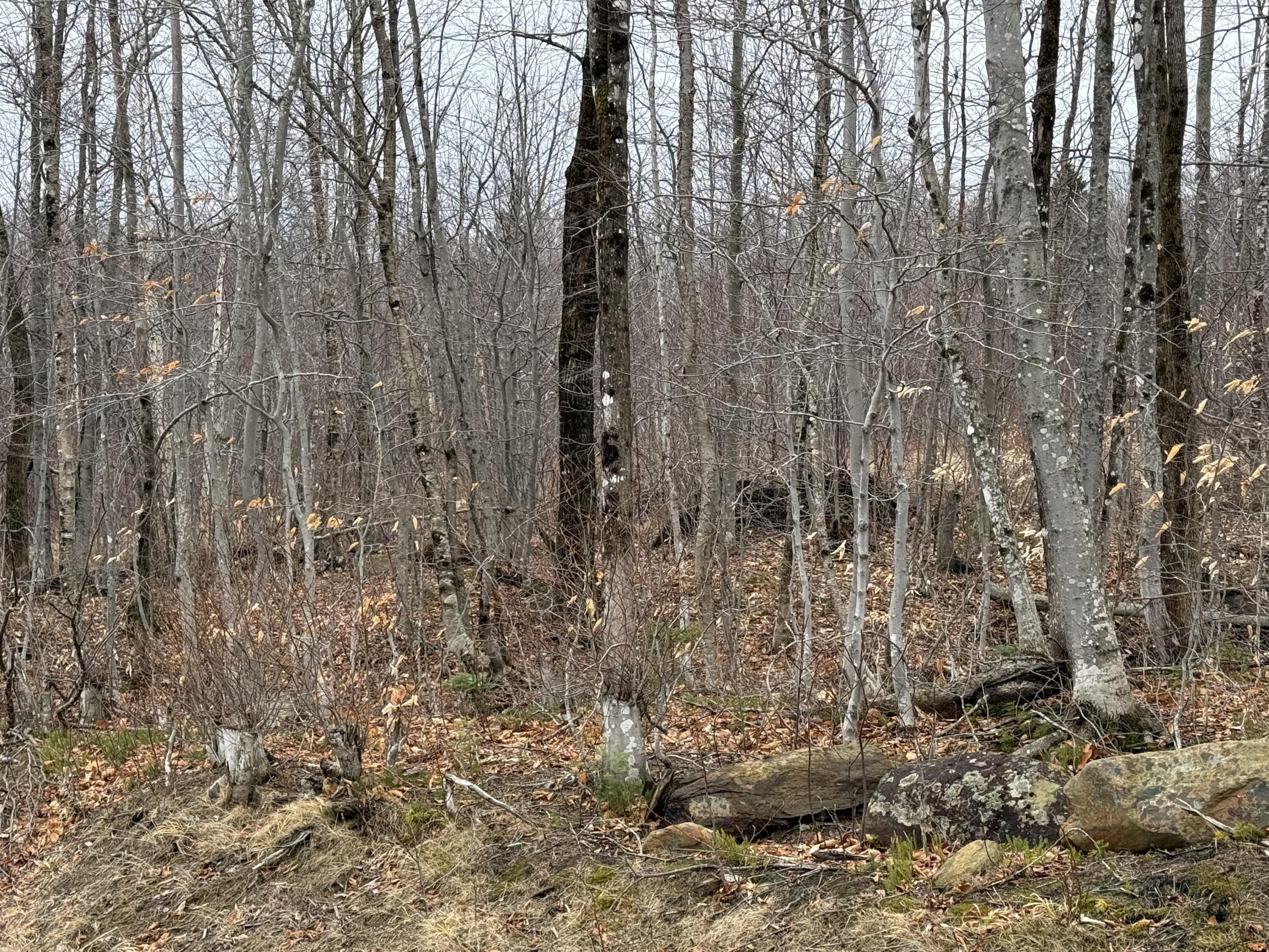 Lot 13W Mountain View Drive, Temple, ME, 04984
