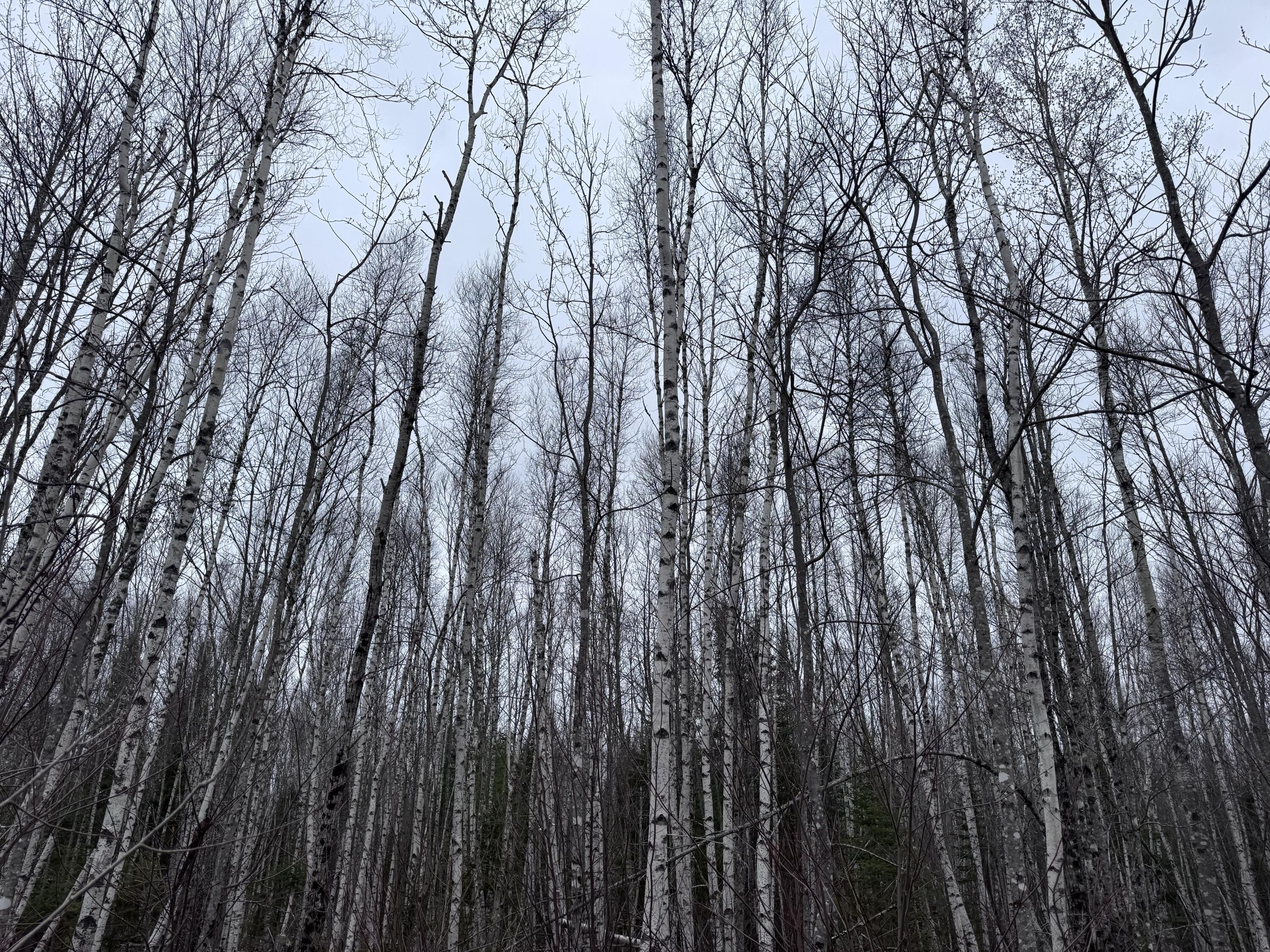 0 Dead Stream, Cooper, ME, 04657