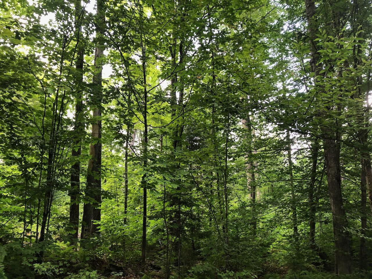 06 Swett Brook Lane, Weld, ME, 04285