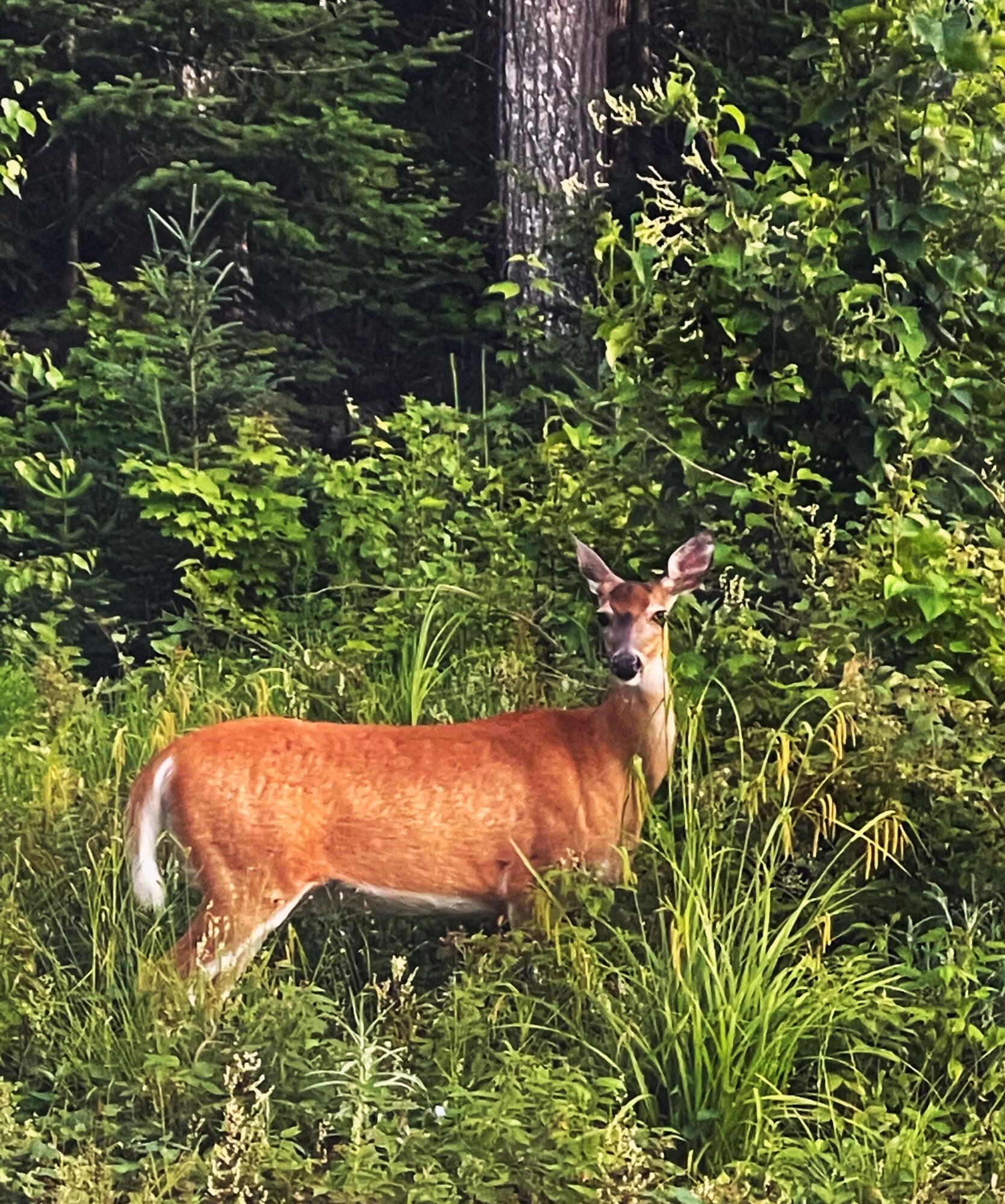 TBD Paradise Lane, Tomhegan Twp, ME, 04478