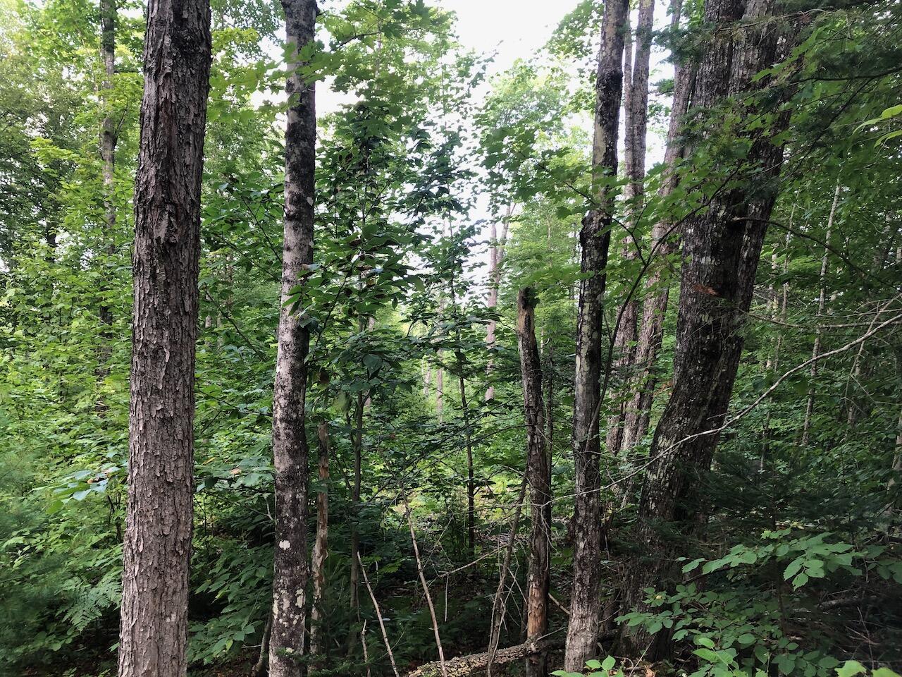 06 Swett Brook Lane, Weld, ME, 04285