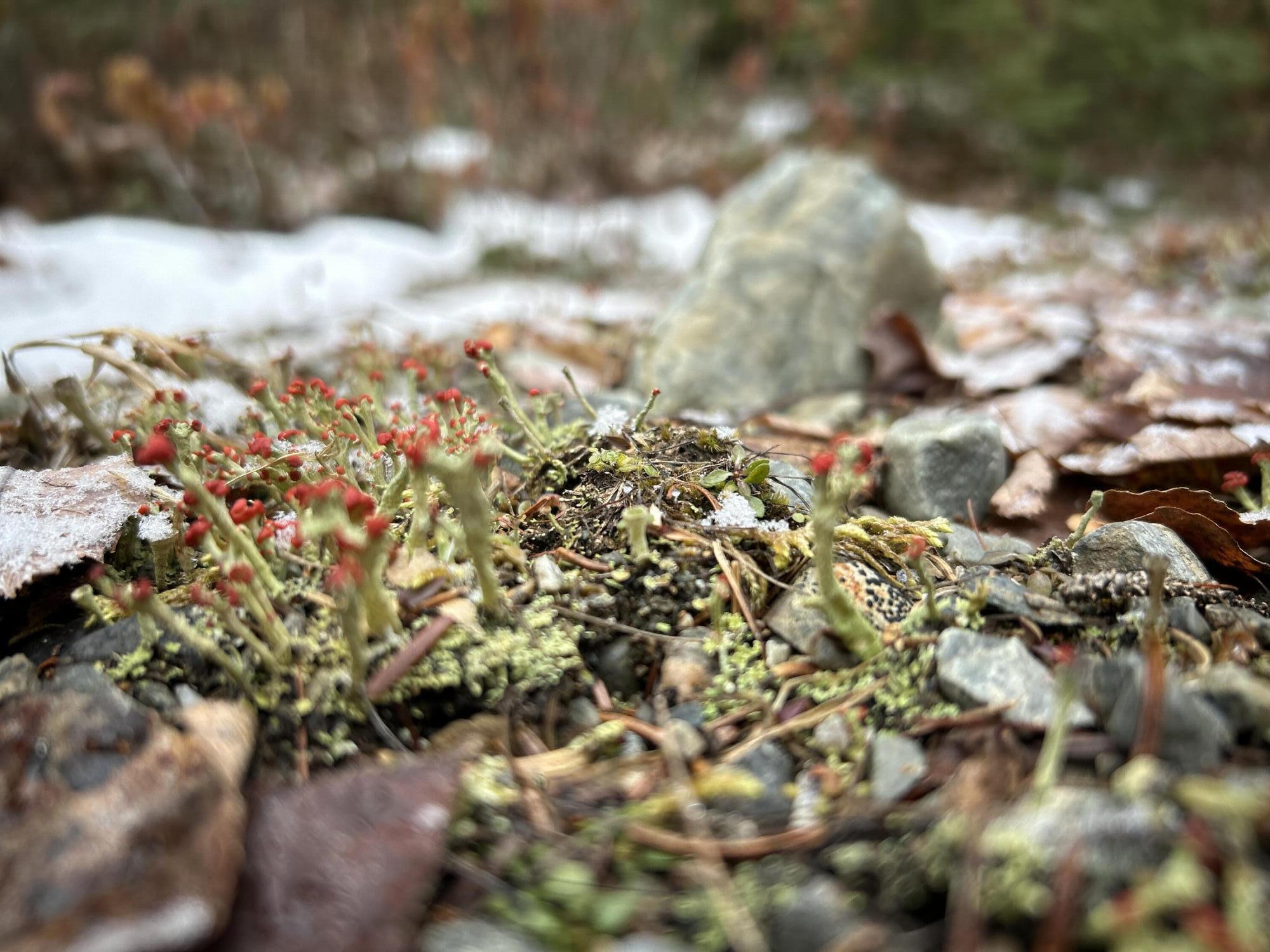 WA31P01L21 Kings Street, Dennysville, ME, 04628