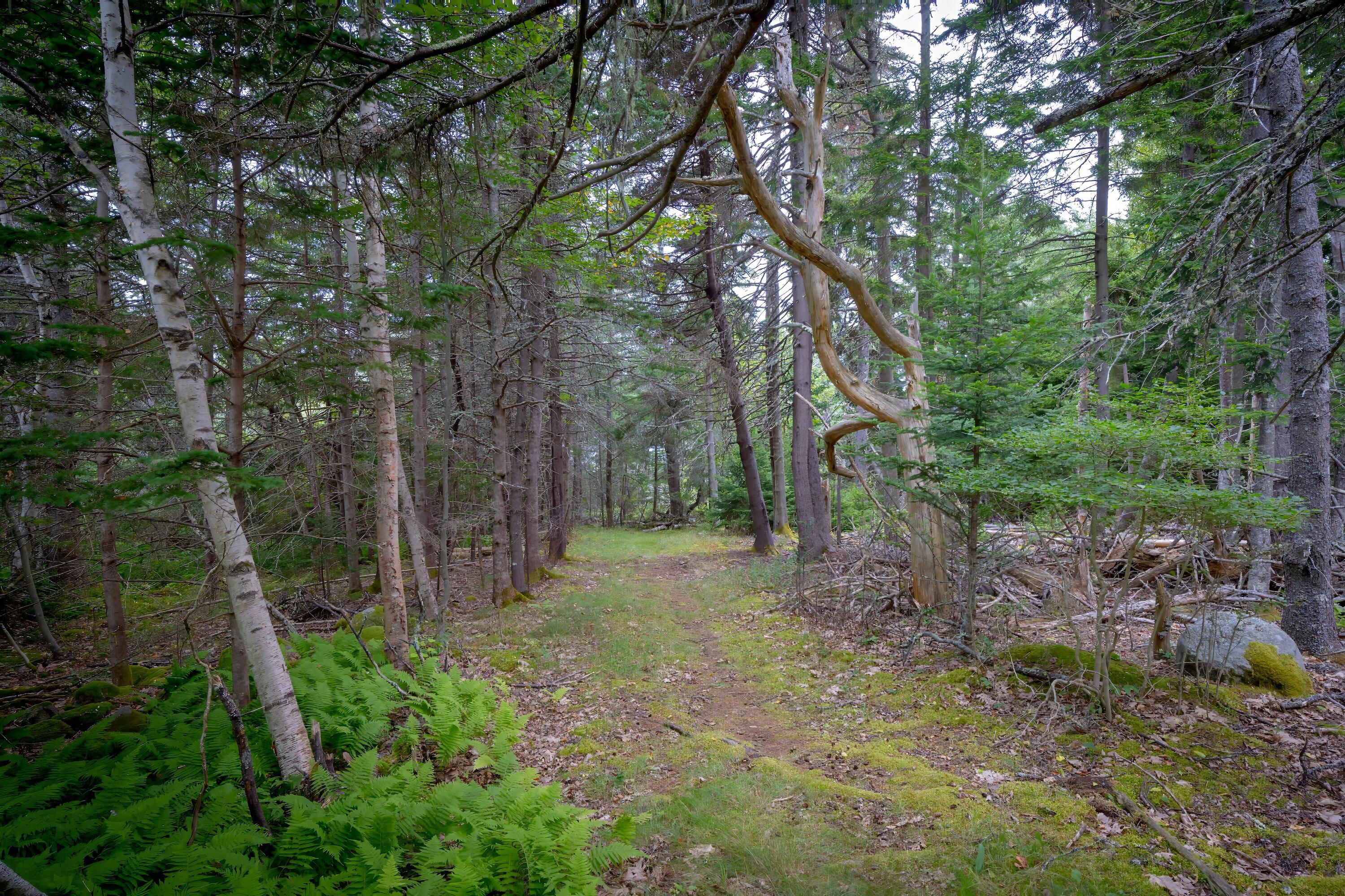 163 Back Road, Brooklin, ME 04616 Path to studio
