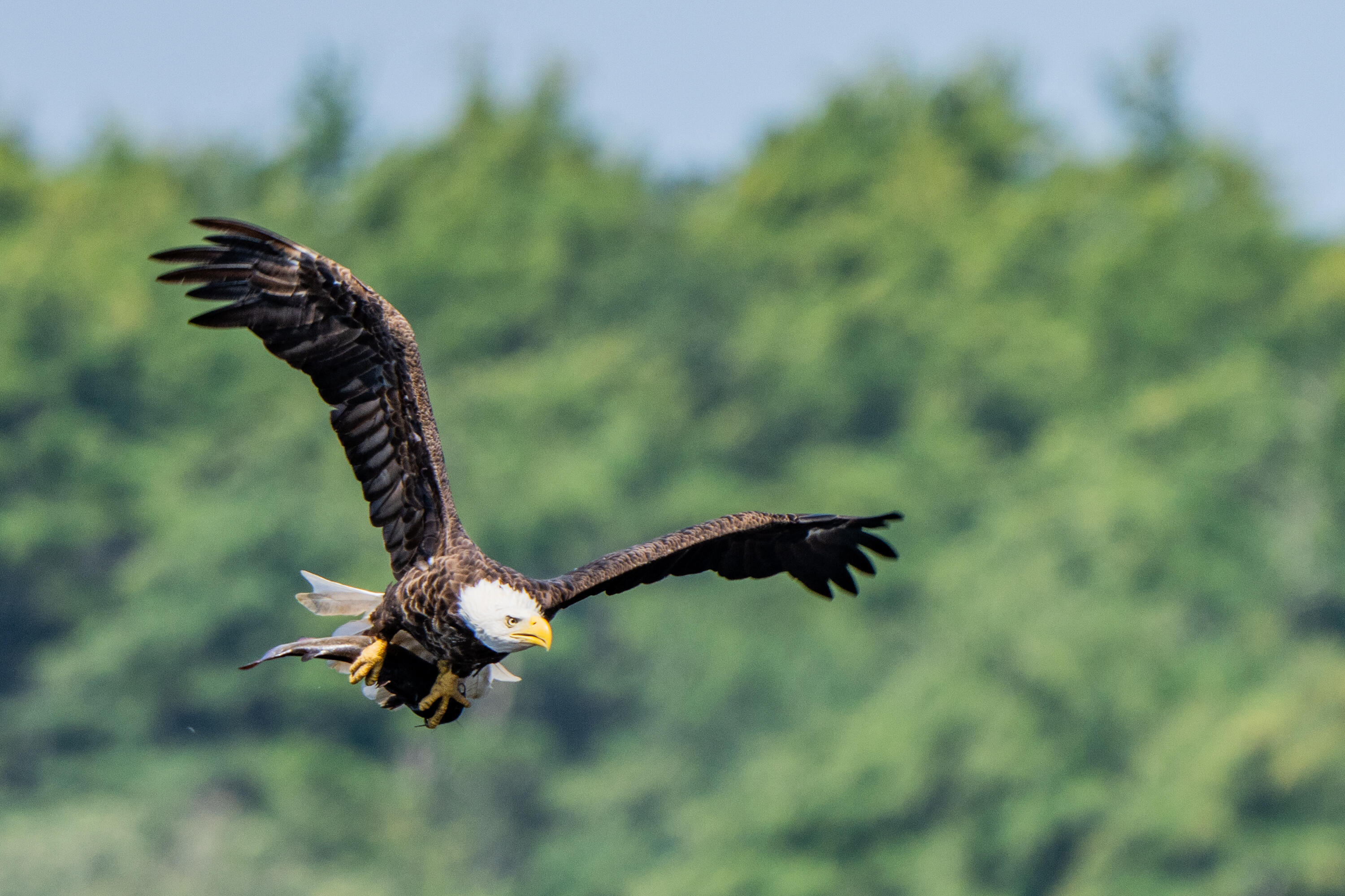 46 River Edge Drive, Woolwich, ME, 04579